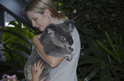 11 Most Lovable Wildlife in Australia and Where to See Them