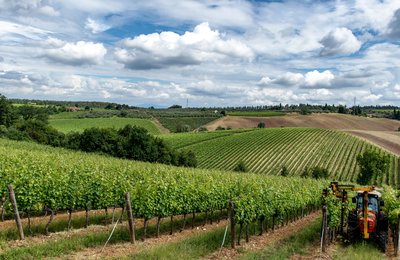 6 Best Wine Regions in France You Need to Visit