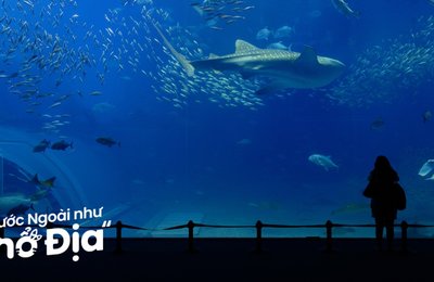 Kinh Nghiệm Đi Thuỷ Cung Aquaria KLCC Malaysia Tự Túc