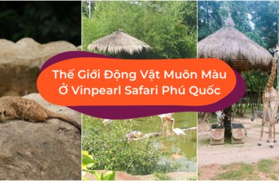 Thế Giới Động Vật Muôn Màu Ở Vinpearl Safari Phú Quốc