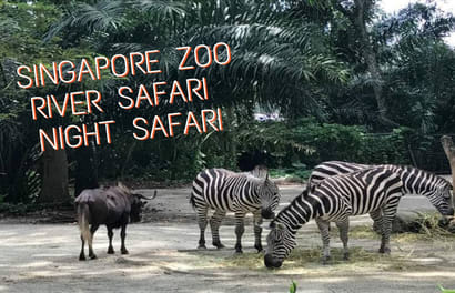 Bingung Mau Ke Singapore Zoo River Safari Atau Night Safari Klook Blogklook Travel