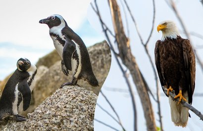 海外のかわいい動物のライブ映像を見て 自宅でゆっくり癒されよう Klookブログ 海外のかわいい動物のライブ映像を見て 自宅でゆっくり癒されよう Klookブログ
