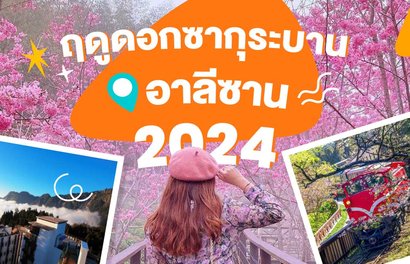 ฤดูดอกซากุระบานที่อาลีซานปี 2024 | สถานที่ชมดอกซากุระ ช่วงเวลาออกดอก การเดินทาง และที่พัก🌸