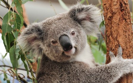 Meet the koalas