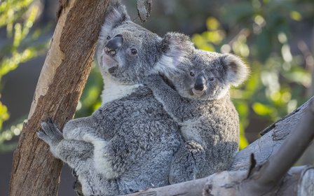 Over 12,000 rare animals