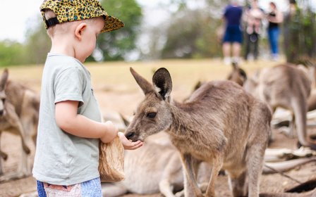Hands-on wildlife by day