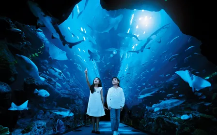 Walk the 48-metre tunnel