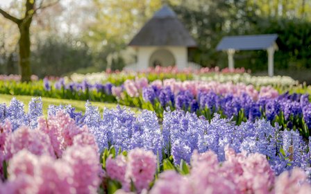 世界最大的春季花園