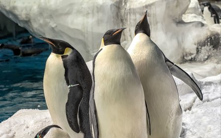 Penguin and orca habitats