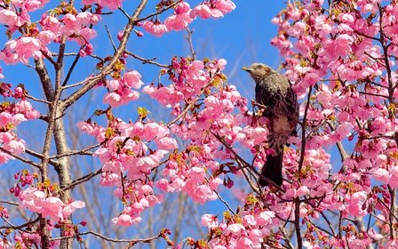 Esta exclusiva exhibición de primavera solo está disponible hasta el 6 de mayo de 2026, lo que la convierte en un punto destacado imperdible para su itinerario.