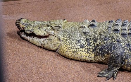 Meet Pinjarra the saltwater crocodile