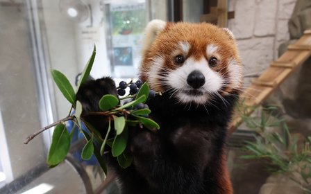 新增設施：大阪天王寺動物園