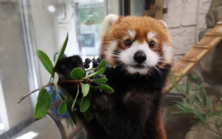 Nueva incorporación: Conoce a los animales en el zoológico Tennoji de Osaka