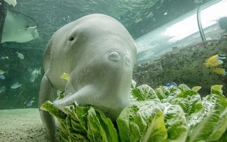 Meet the rare dugongs