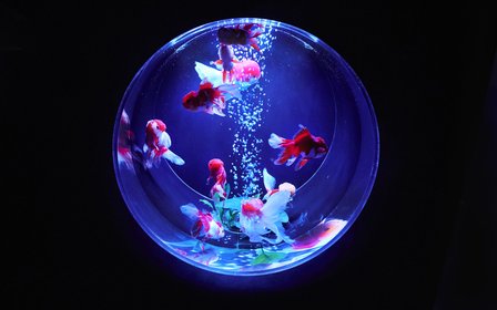 Immersive art aquarium experience