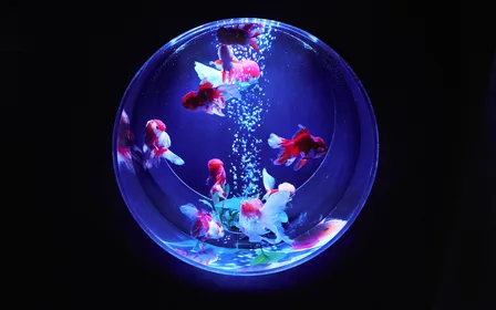 Immersive art aquarium experience