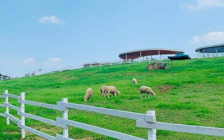 🌿 Healing on Green Pastures: Fluffy Sheep, Adorable Alpacas, and a Cafe with a View!