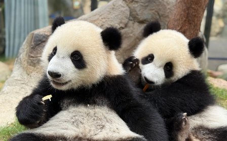 人見人愛的大熊貓寶寶