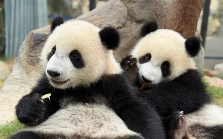 Giant Panda Adventure