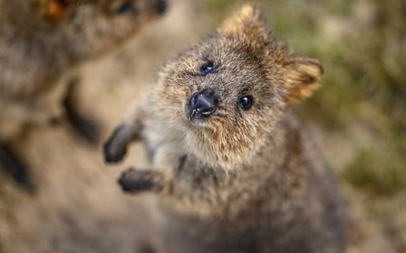 Saksikan hidupan liar ikonik Australia