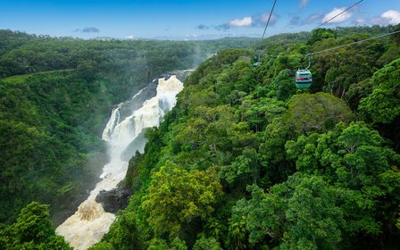 360° over ancient rainforest