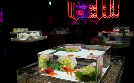 A closer look: the new goldfish showcase