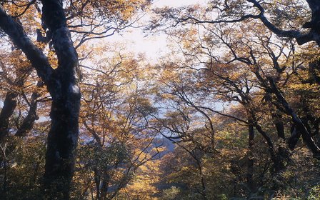 走進金黃山毛櫸林,秋天在此換上新裝