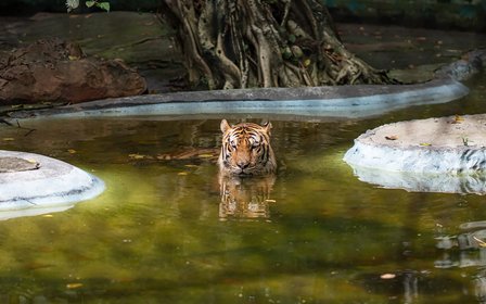 Drive-through Safari Park — Cruise past free-roaming giraffes, zebras, tigers and lions in the open animal kingdom.