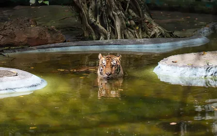 Drive-through Safari Park — Cruise past free-roaming giraffes, zebras, tigers and lions in the open animal kingdom.