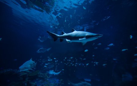 Thailand's largest aquarium — Marvel at over 25,000 water-dwelling creatures from otters and penguins to sharks and jellyfish