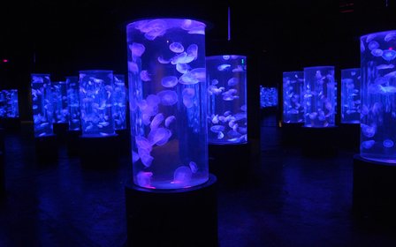海洋生物展区