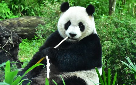 貓熊咬著竹枝,慢條斯理啃出療癒節奏