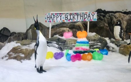 Penguin Playground