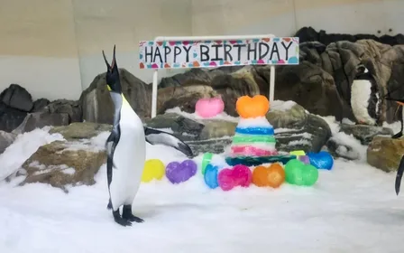 Aire de jeux des pingouins