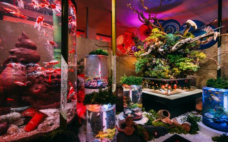 Okinawa Exclusive • Goldfish × Japanese Culture
