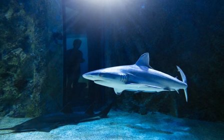 Walk the Shark Walk tunnel