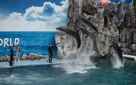 Wild West & marine shows — Catch cowboy stunt performances, dolphin and sea lion shows, plus interactive animal experiences throughout the day.