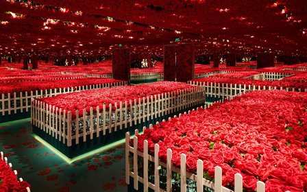 Sea of Roses