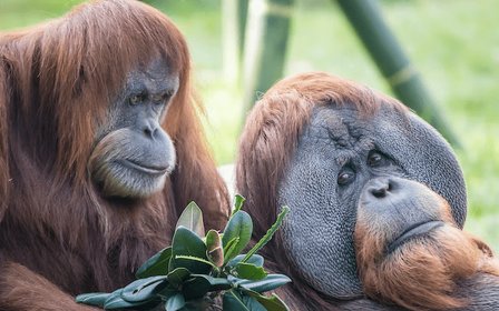 Gorilla Tropics & Tiger Trail