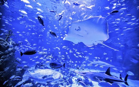 Dine beneath the sea — Enjoy a meal in the underwater restaurant surrounded by graceful marine life