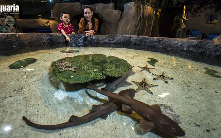 Unique exhibits