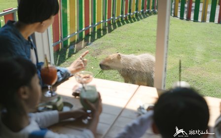 近距離觀賞互動，看水豚露出滿足神情