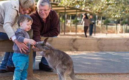 Hand-feed kangaroos and wallabies