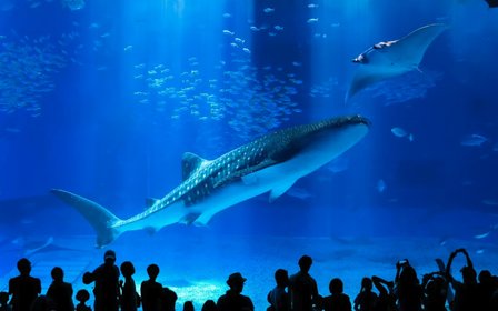 沖繩美麗海水族館門票