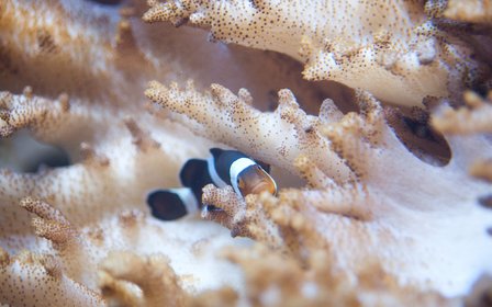 12 themed zones, 10,000+ sea creatures