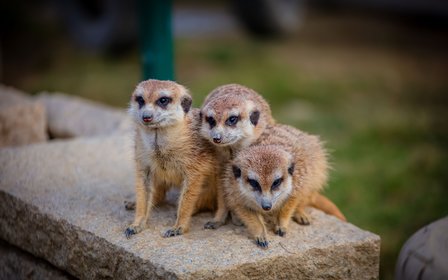 超多種的稀奇可愛動物