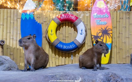 Don't miss the chance to meet Capybara at Lotte World Aquarium