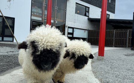一次餵遍水豚君、梅花鹿與草泥馬,療癒動物全收藏
