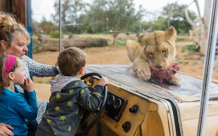 An African safari adventure