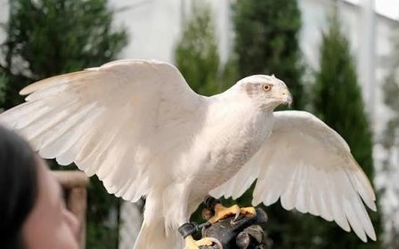 獨家鵜鶘&老鷹飛行秀、生態導覽與親子體驗!